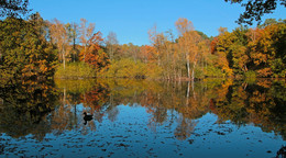 Осенняя рапсодия / Лесное озеро