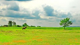 в деревне весной / весна, неяркое солнце, вид с конем, красиво