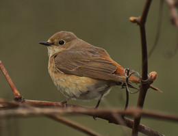 горихвостка садовая / горихвостка садовая