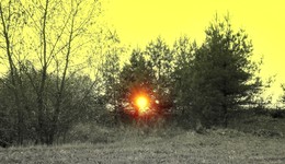 Солнце в соснах / Последний раз, перед закатом, солнце продралось сквозь сосновые лапы и осветило осеннюю природу.