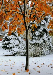 встреча зимы и осени / первый снегопад в Гомеле, октябрь 2016