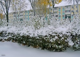 первый снег в городе / первая репетиция зимы в Гомеле 26 октября 2016 года. Выпавший снег красиво укутал кусты