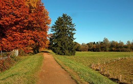 &nbsp; / И сказала ель осени - ты меня не тронешь
