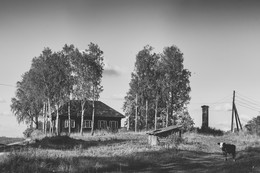 Теленок в Сулеге осенью 2008 / Теленок в Сулеге осенью 2008