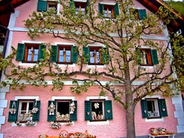 Живая декорация / Фото сделано в городе Гальштат, Австрия