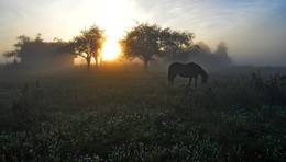 с ночного / утро, везде туман, сыро, за деревней, сентябрь