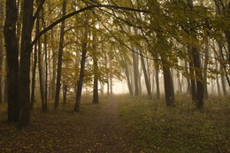 Осень уходит... / Последние дни нынешней осени ещё без снега...