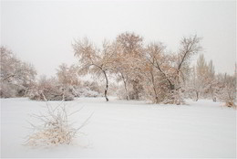 Тихо падал...снег.... / Юг Казахстана