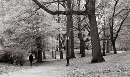 Однотонная осень / Central Park в Нью Йорке