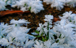 пальмы в снегу / когда морозное утро создает неповторимые узоры в траве. Будто маленькие пальмы торчат две травинки, покрытые толстым слоем инея
