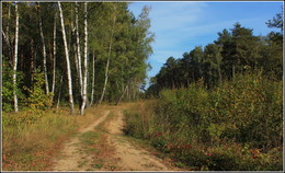 осенняя зарисовка / подмосковные прогулки