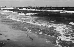 Seagull's fly. / Mamaia, Constanta, Romania.