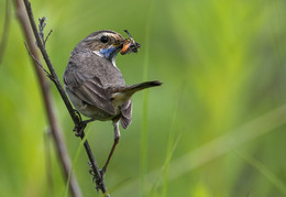 "Вкусняшки детям!" / варакуша лето