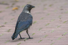 "Просто ГАЛКА!" / галка тропинка утро