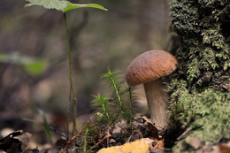 "СПРЯТАЛСЯ!" / лес, пора грибов