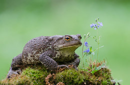 Ты натура утончённая / Жаба серая. Россия. Тульская область. Ленинский район. Архангельское.