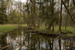 Болото / лес . ручей болото
