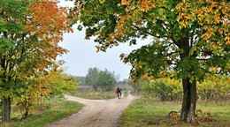 деревенское утро / утро, октябрь, немного туман, прогоняют коров