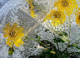 После дождя / за стеклом,капли дождя, цветы