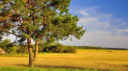 в лучах купаясь / вечер, за деревней, сентябрь