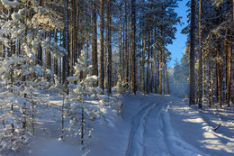 Морозный денек / Зима в лесу