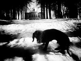 Собака Чед в Середниково зимой 2014 или 2015 / Собака Чед в Середниково зимой 2014 или 2015
