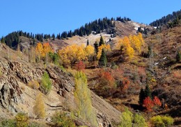 Остатки осеннего света.... / Печально солнце льёт остатки света
Среди внезапной, зябкой тишины...
Осенняя палитра многоцветна, —
В ней не хватает только белизны.

/Н.Седова-Шмелева/