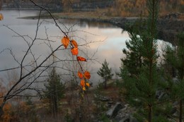 Осенний сон / Последние листья берёзы поздней осенью