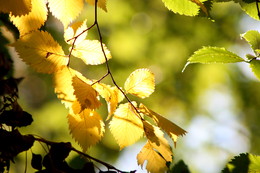 Осенний сон / Осень...