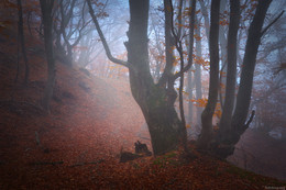 Крымский лес / осень 2016
