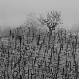 Дерево за виноградником у Монтепульчано весной 2013 / Дерево за виноградником у Монтепульчано весной 2013