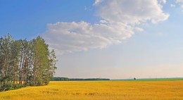 хлебныя палеткi / вечер, за деревней, созрела рожь