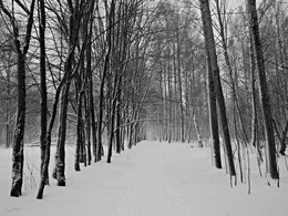 Заснеженная аллея / Снег графично оформил старый парк...