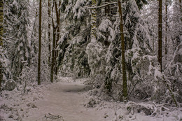 Зимняя сказка / лес снег деревья