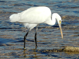 Охота при отливе / Белая цапля на Красном море. Египет.