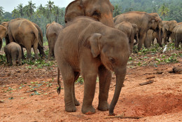 В слоновьем приюте (Шри Ланка) / маленький слоник