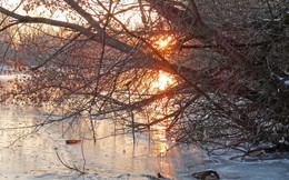 Ледяное солнце / Солнце пробилось сквозь ветви прибрежных кустов и озарило замерзшую водяную гладь
