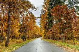 Деревья у дороги / Литовский лес красоты ранней осени время