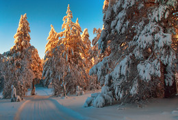 Зимняя дорога / Зимний лес