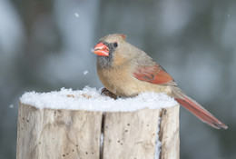 Northern Cardinal (female) ~ Winter scene / ...сегодня выпал снег, я ждал именно этого иомента, когда можно сделать снимки с падающими снежинками