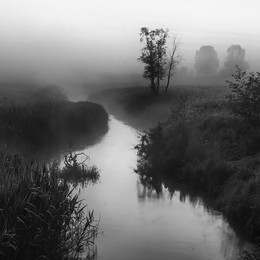 Дерево у Кавы летом 2013 / Дерево у Кавы летом 2013