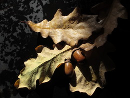 Осень... / Листья дуба