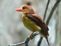 Ruddy King fisher (Рыжий зимородок) / Пламенная альциона, или рыжий зимородок, или огненный зимородок, или красный зимородок, или рыжий красноносый зимородок — азиатская птица семейства зимородковых
