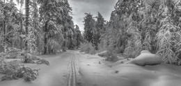 Убегающая вдаль / Заснеженный лес