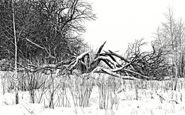 Раскаряка / Дерево развалило молнией