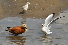 Давай делись! / Огарь и чайка озёрная