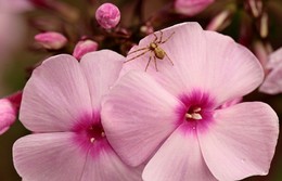 LOVE PINK / Слова Екклесиаста, сына Давидова, царя в Иерусалиме.
"суета сует,- всё суета!"