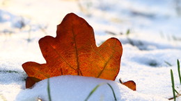 Тёплая зима. / Red snow.