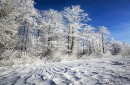 Зимние кружева / Окраина леса
