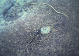 растоптанная жизнь / ...